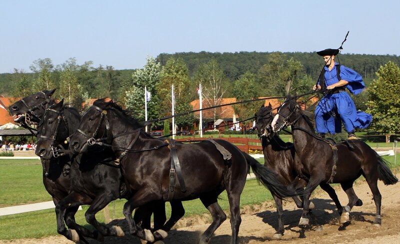 Man Riding Horses