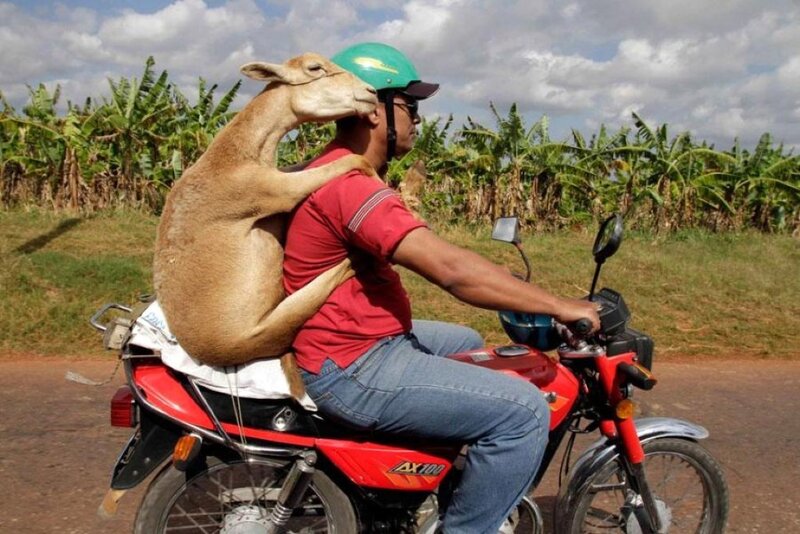 Man Riding Motorcycle with Goat