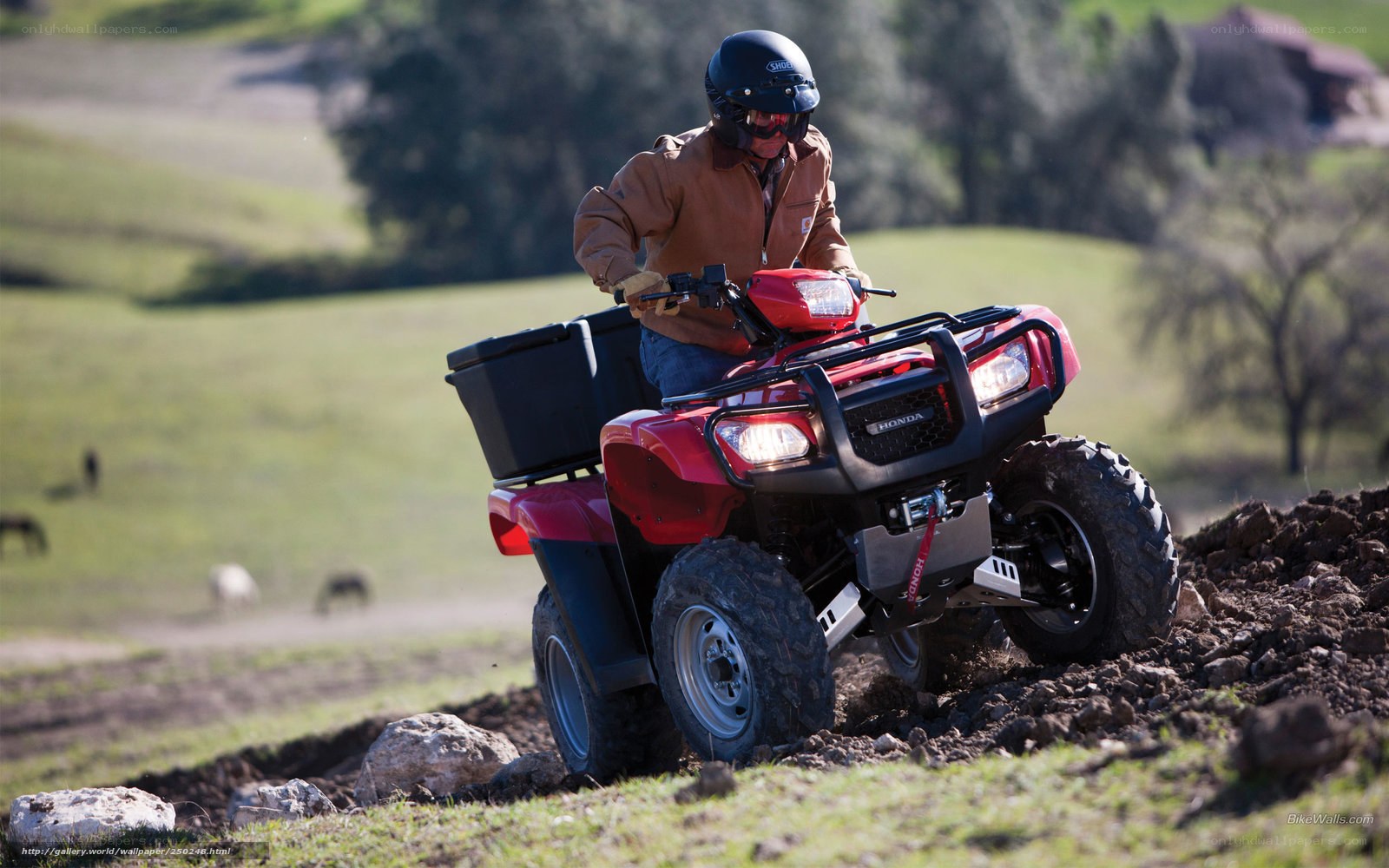 Man riding red ATV on hill