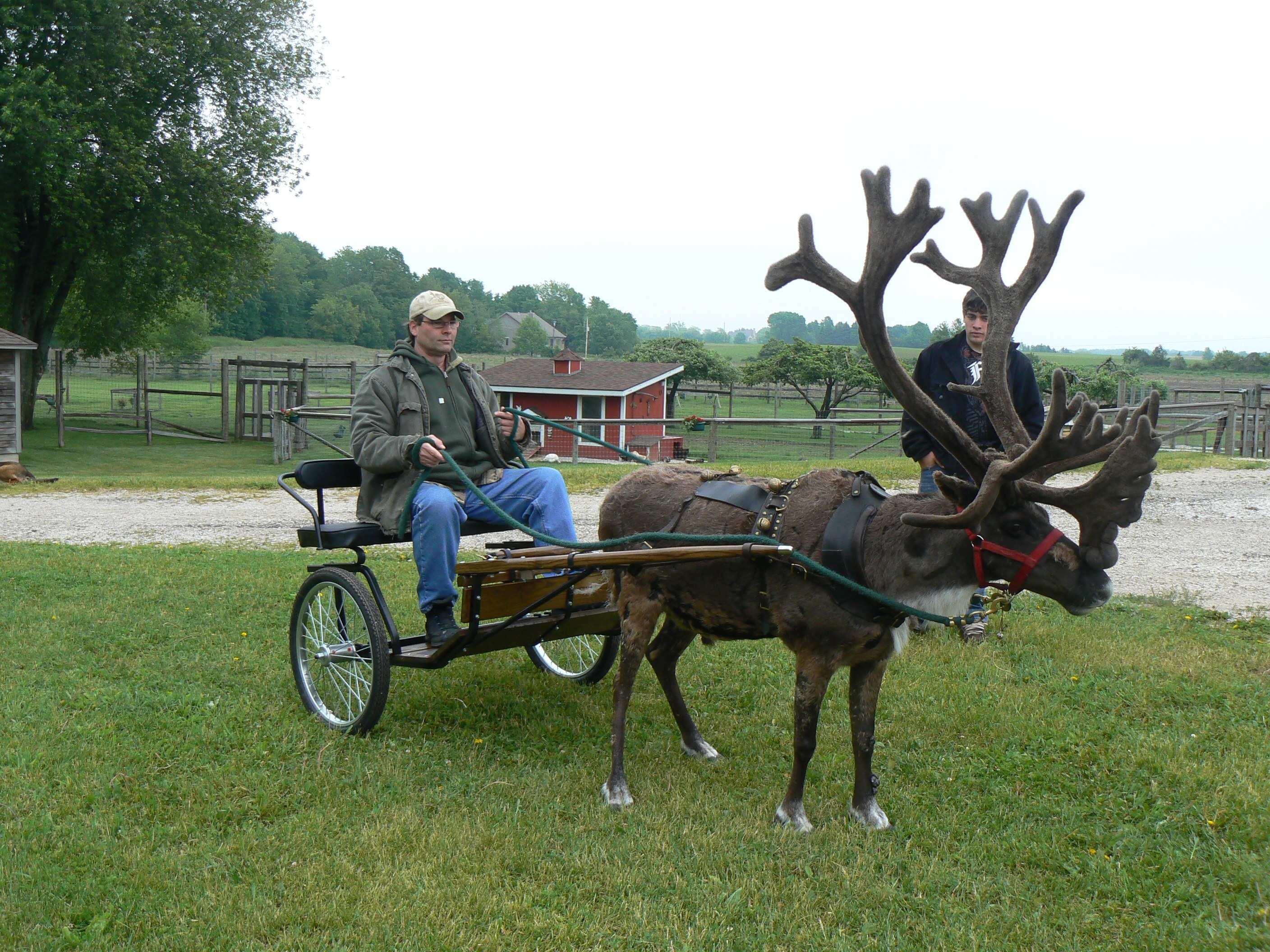 man riding reindeer cart