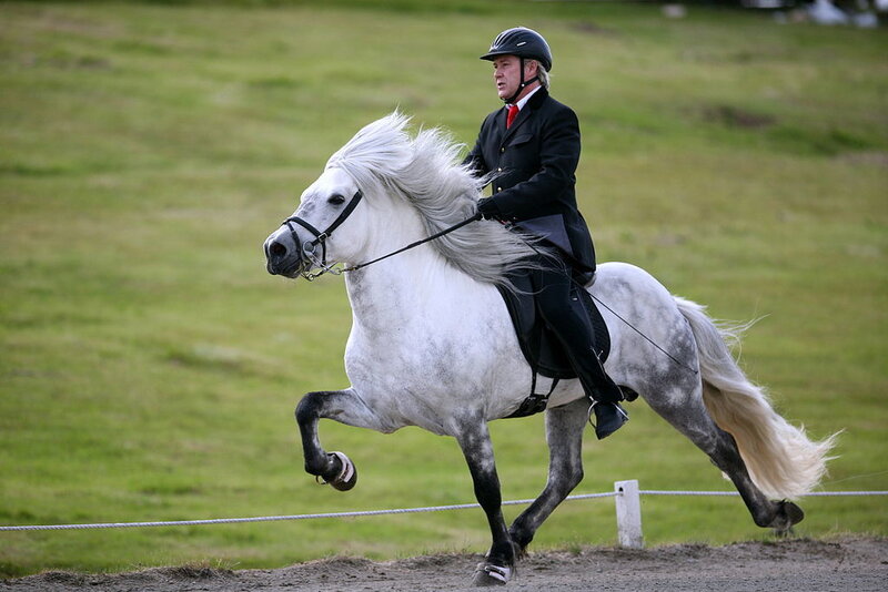 Man Riding White Horse — Active