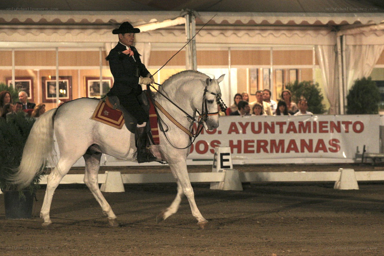 Man riding white horse at event