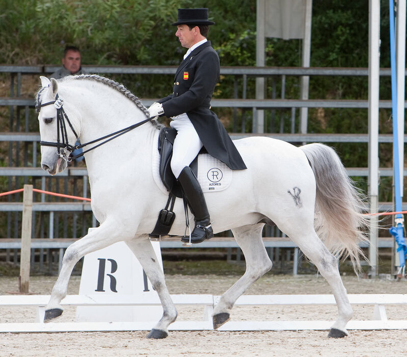 Man Riding White Horse — Focused, Afternoon, Photograph, Rider, Saddle
