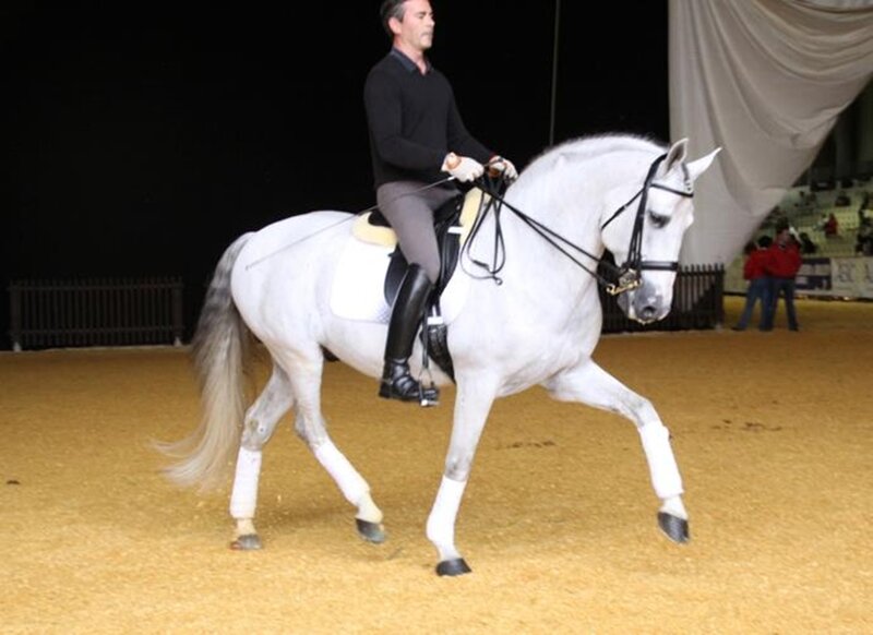 Man Riding White Horse — Focused, Night, Photograph