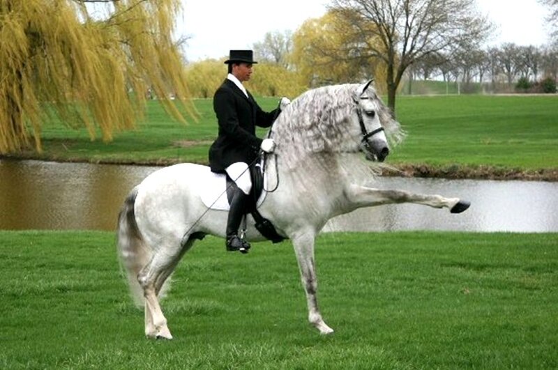 Man Riding White Horse — Green