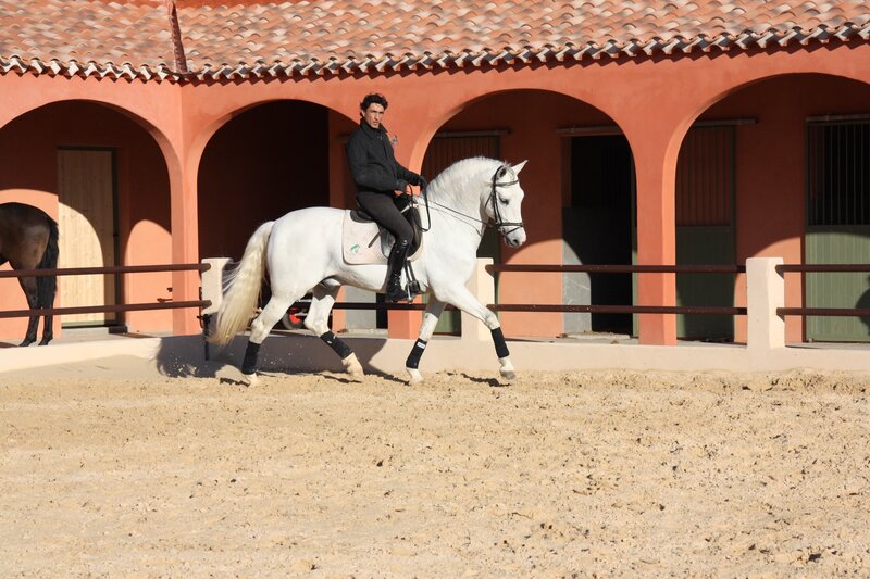 Man riding white horse in arena