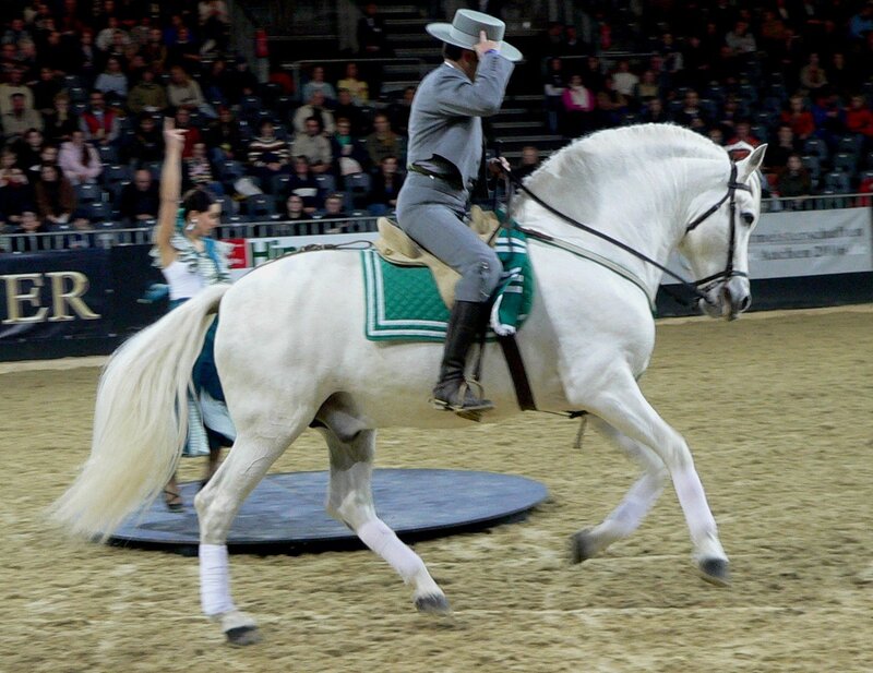 Man riding white horse in arena
