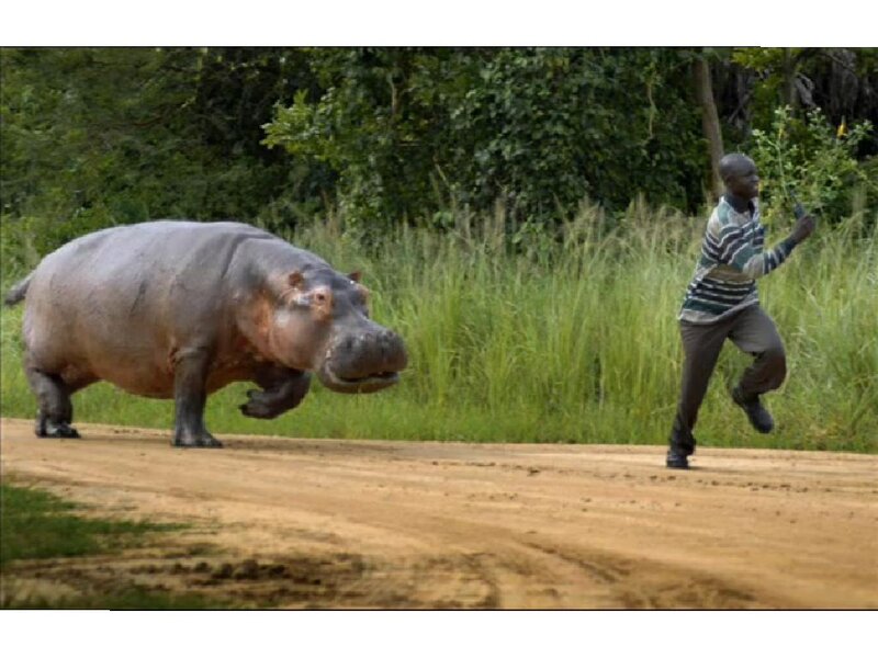 Man Running from Hippo