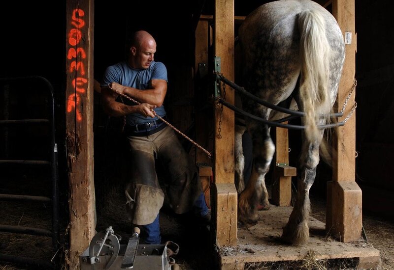 Man Shoeing a Horse