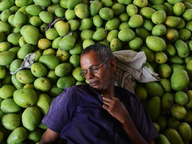 Man Sleeping Among Mangoes