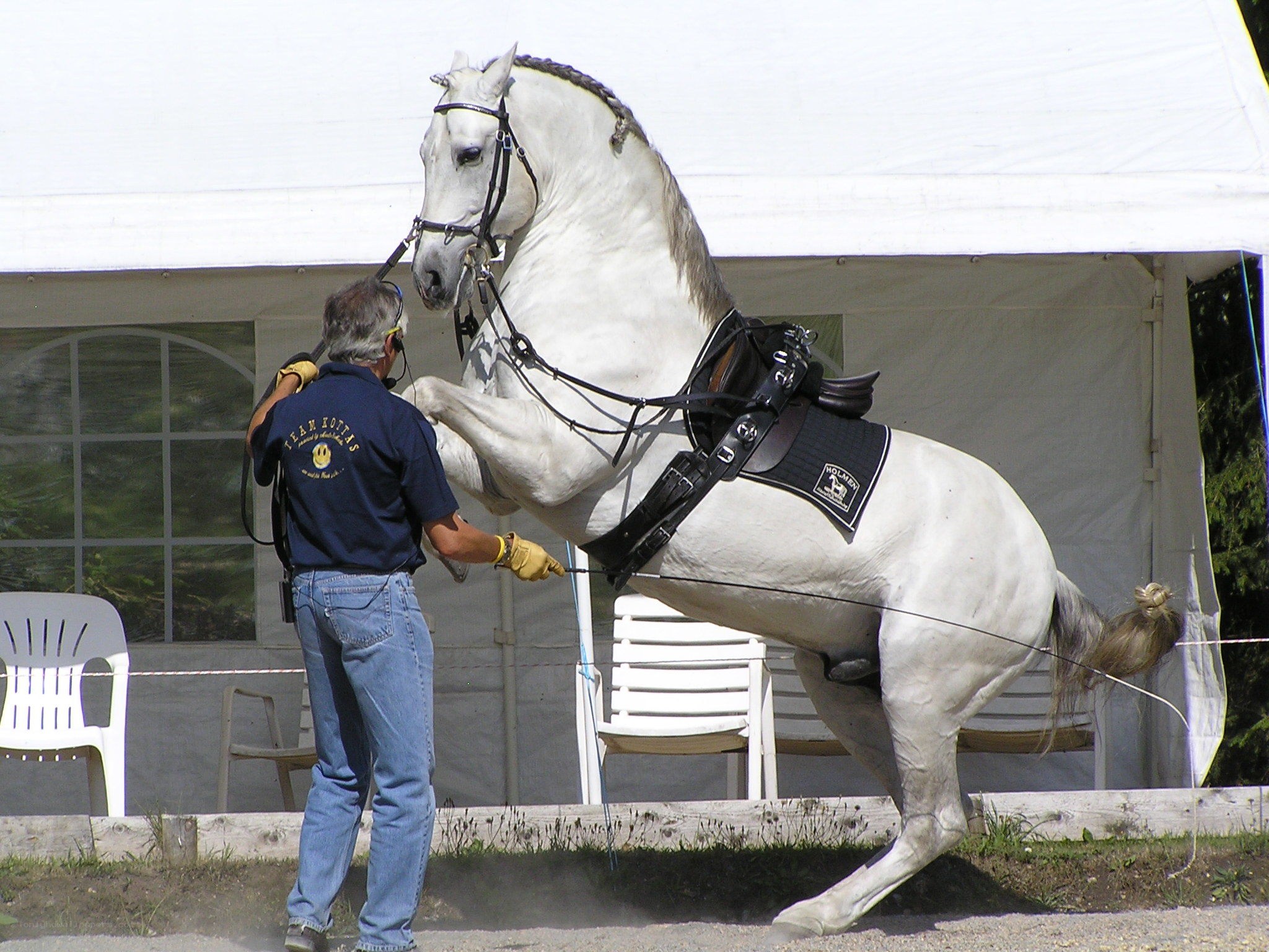 Man training a white horse