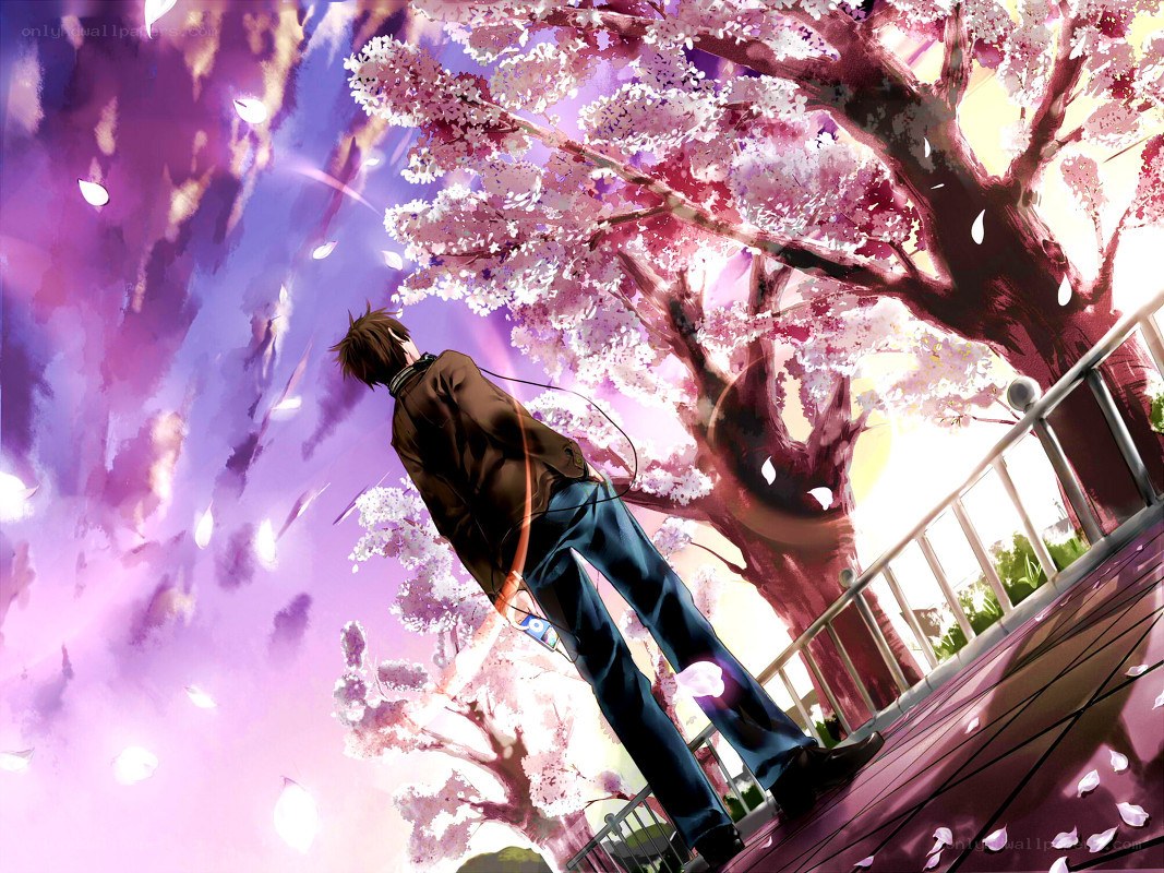 man under cherry blossom tree