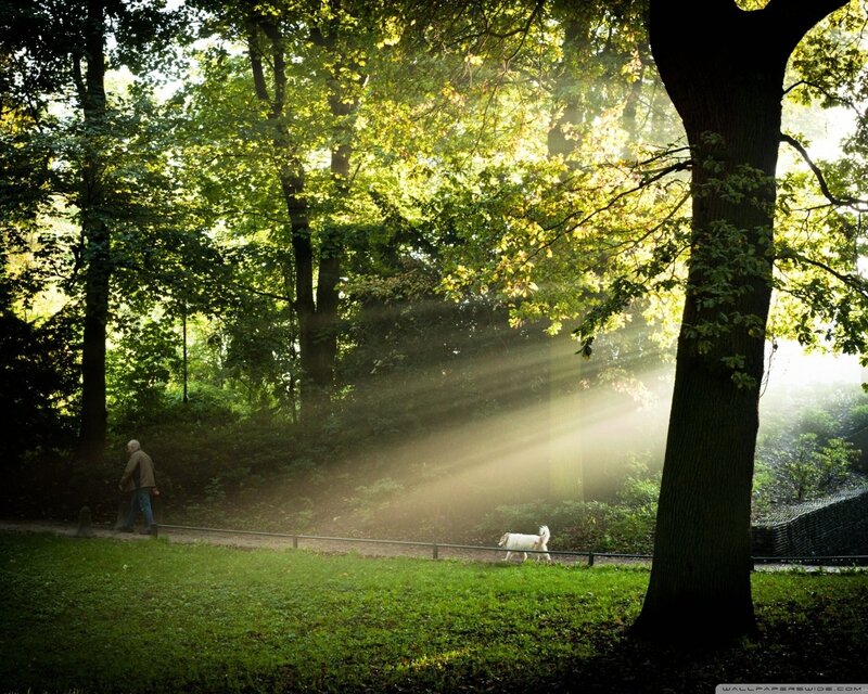 Man Walking Dog — Green, Serene
