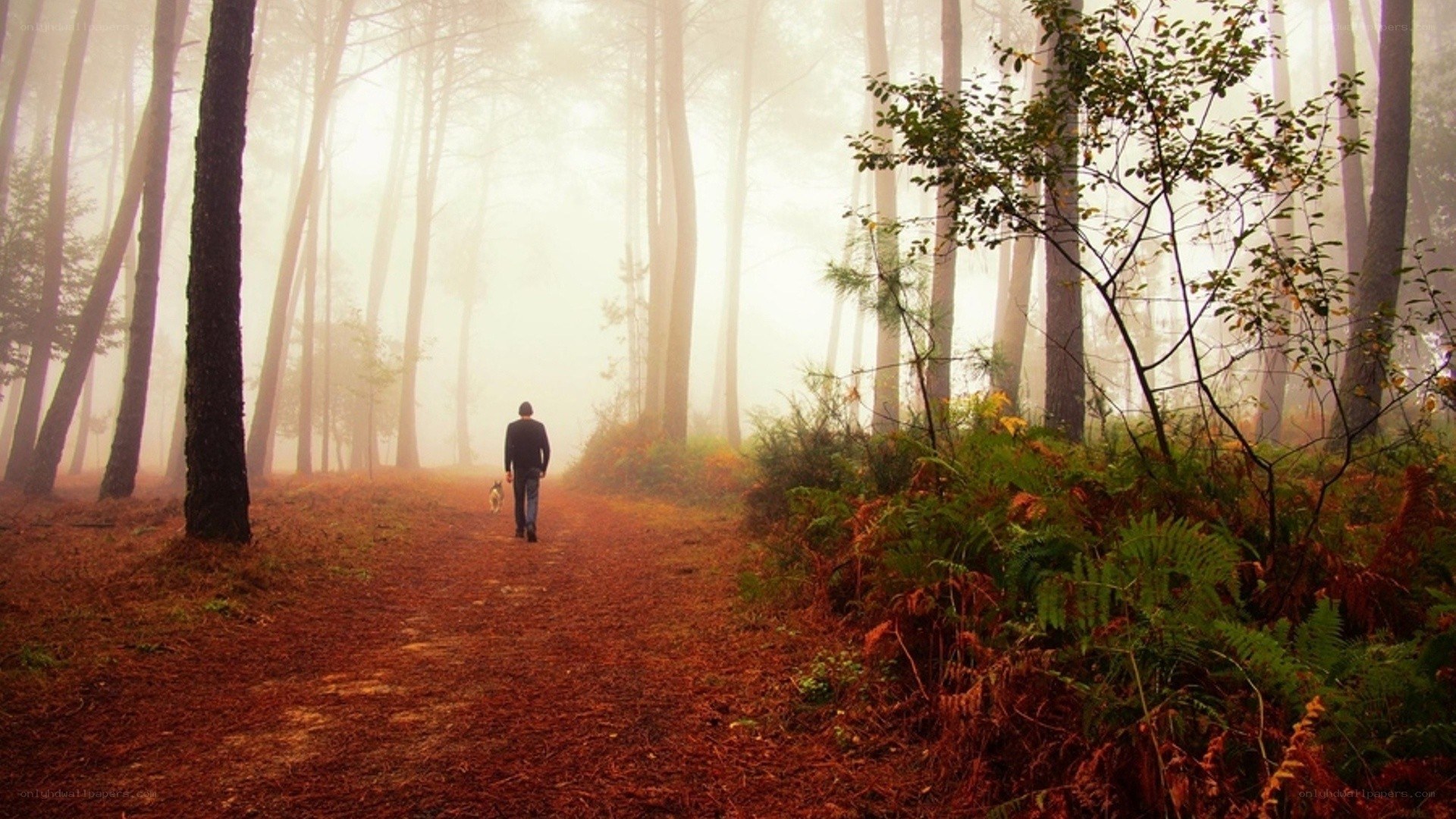 Man walking dog in misty forest