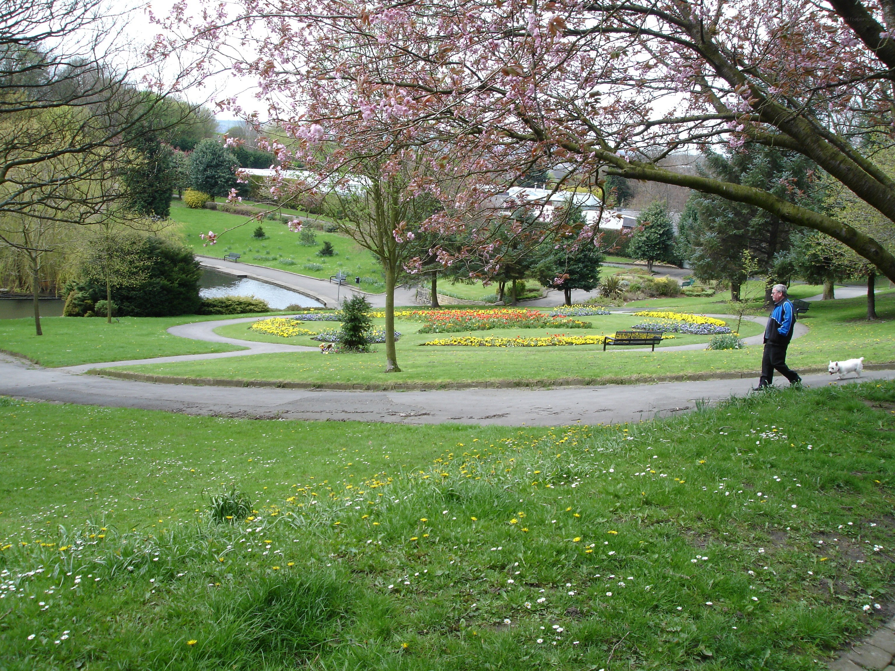 Man walking dog in park