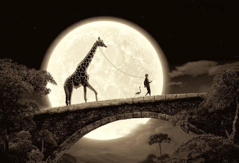 Man Walking Giraffe
