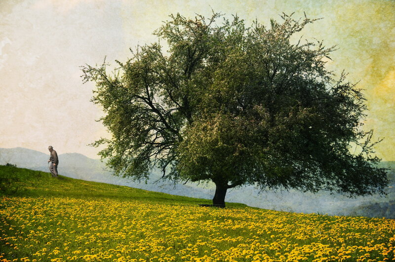 Man walking in a dandelion field