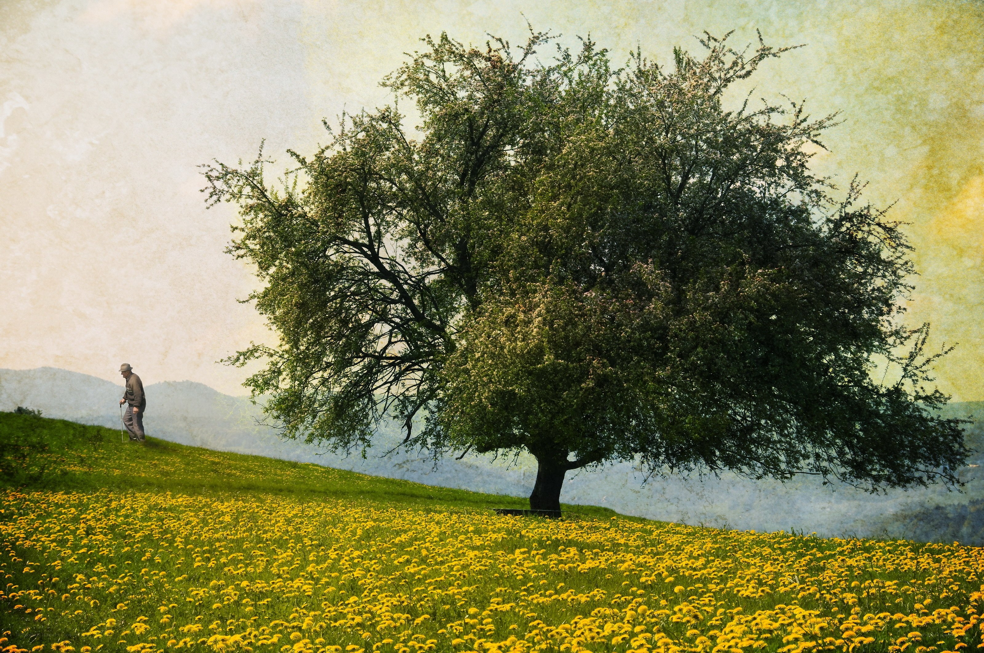 Man walking in a dandelion field