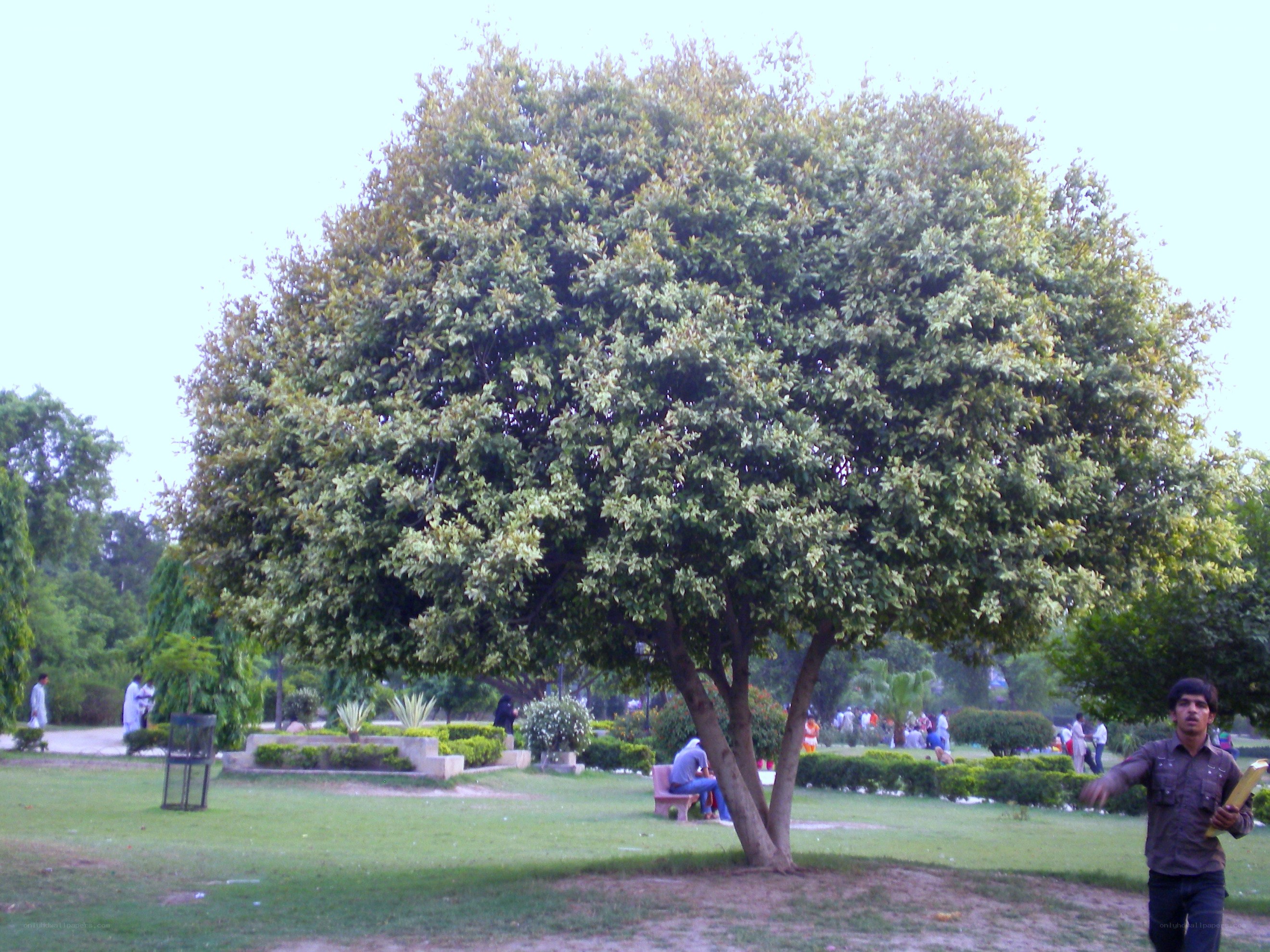 Man walking in a park