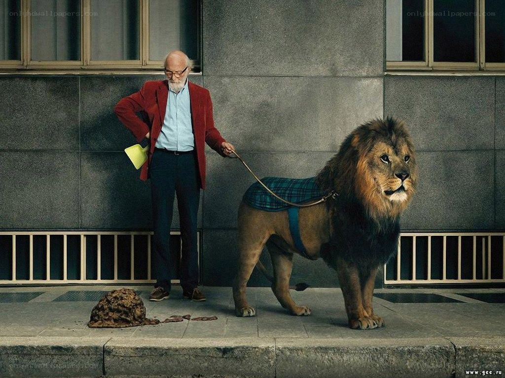 Man walking lion on leash