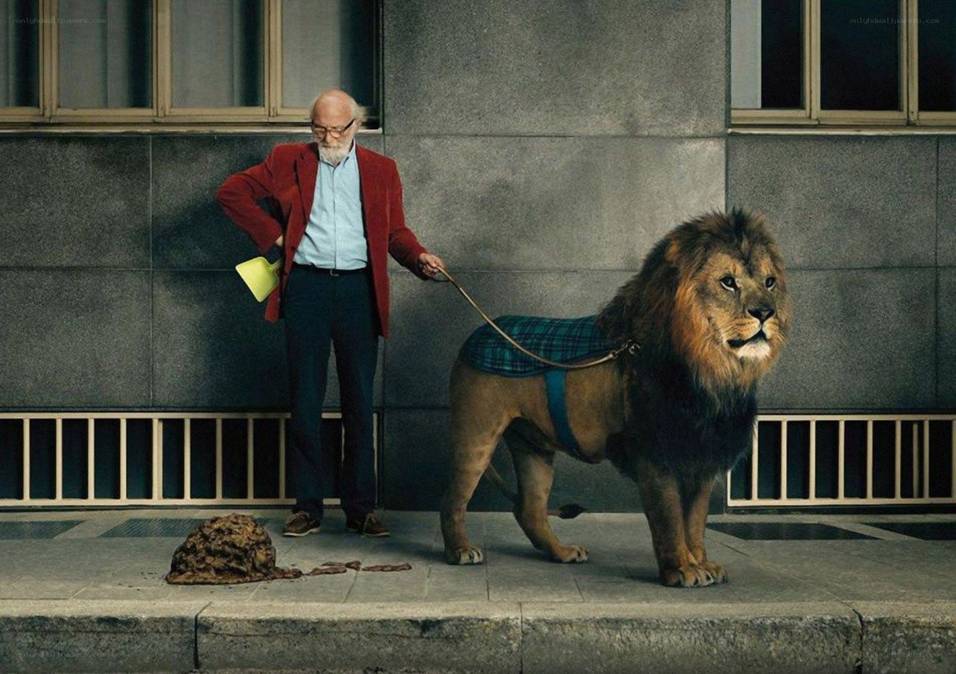 Man walking lion on leash