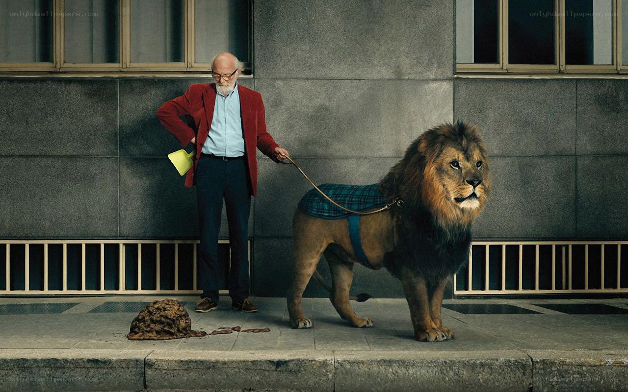 Man walking lion on leash