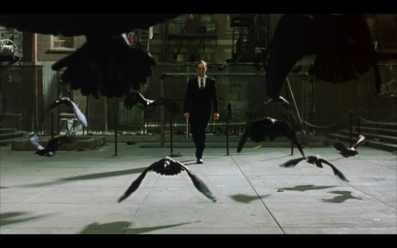 man walking through birds
