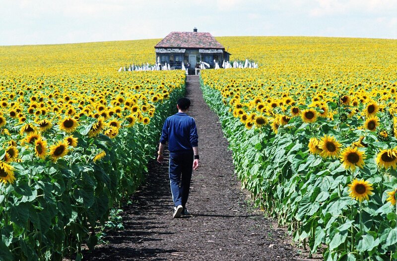 Man walking through sunflower field