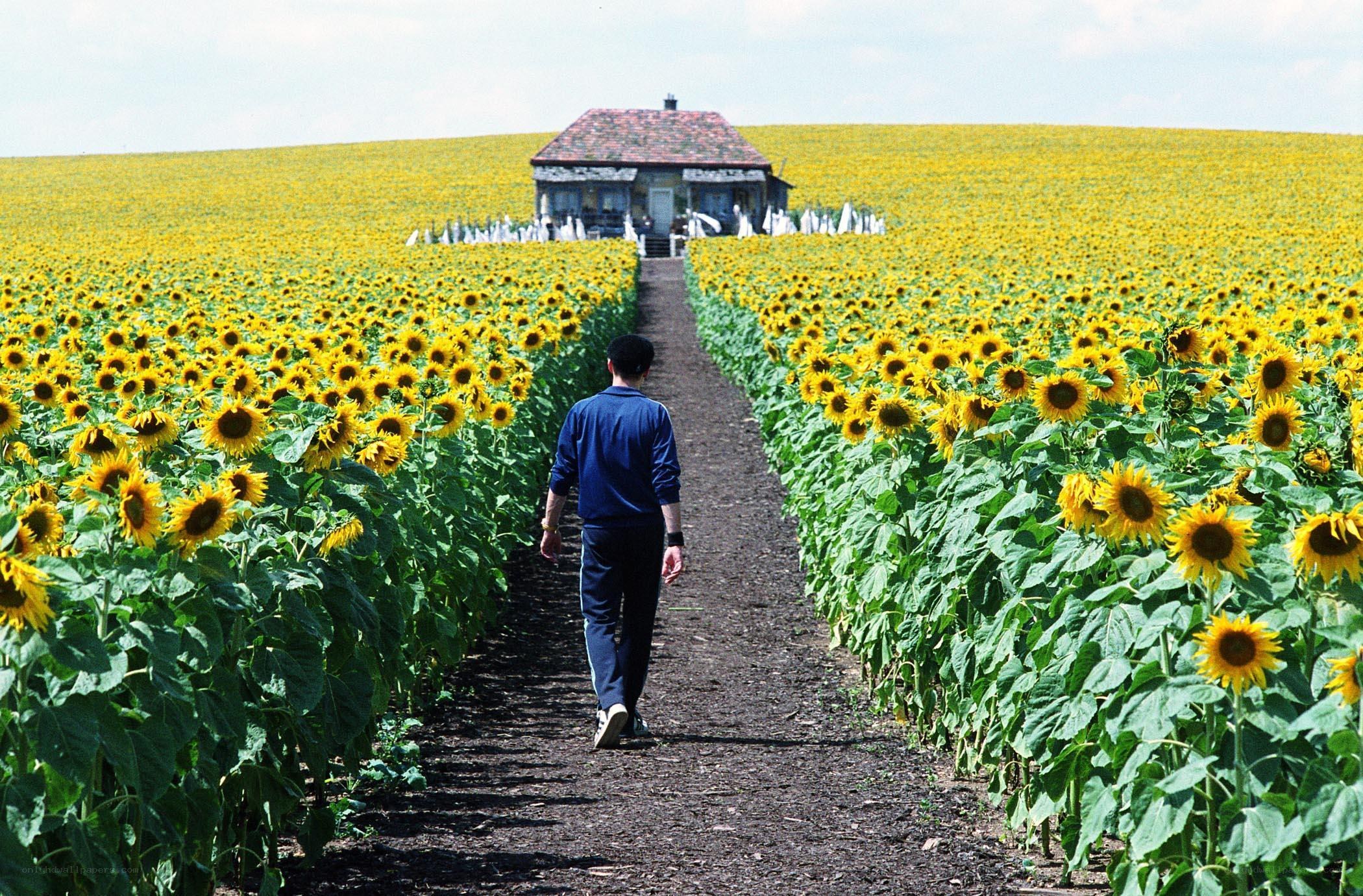 Man walking through sunflower field