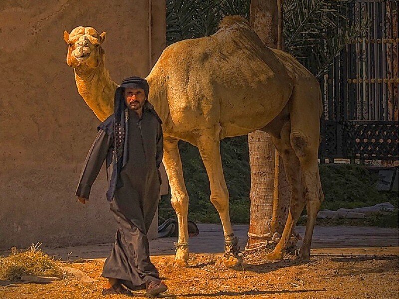 Man walking with camel