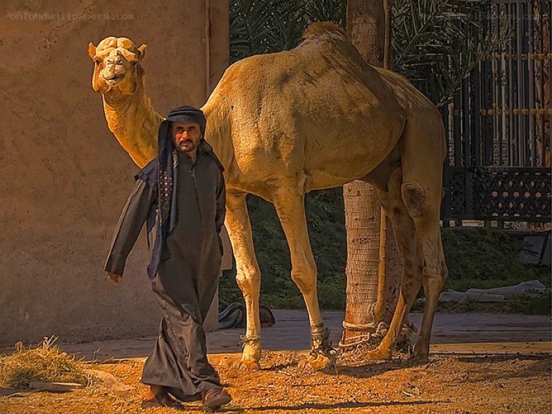 Man walking with camel