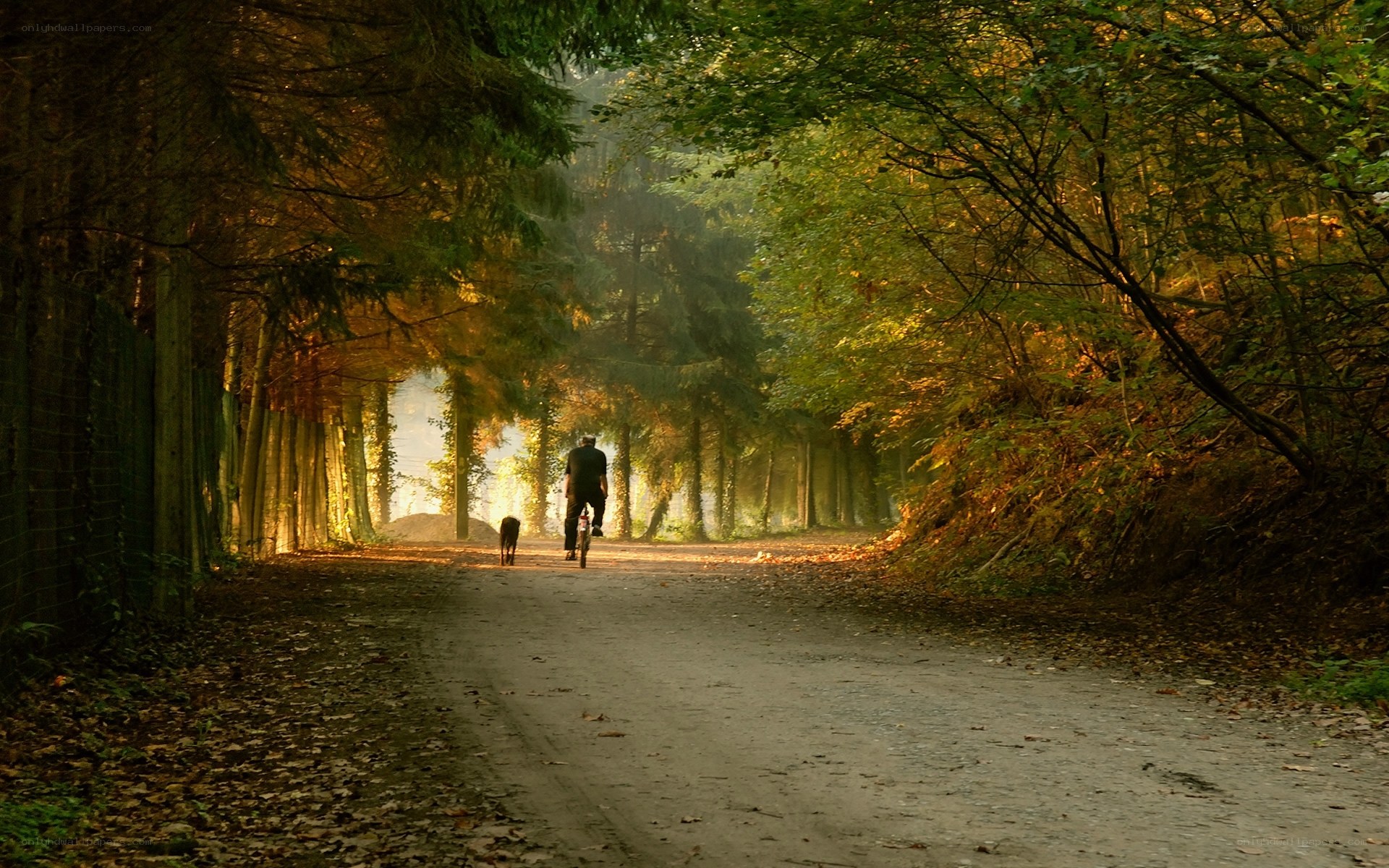 Man walking with dog in forest