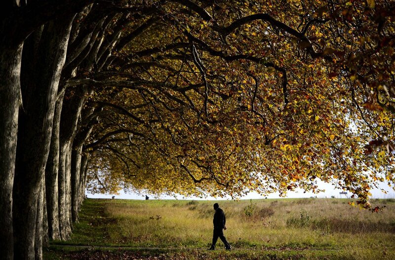 Man walks under autumn trees