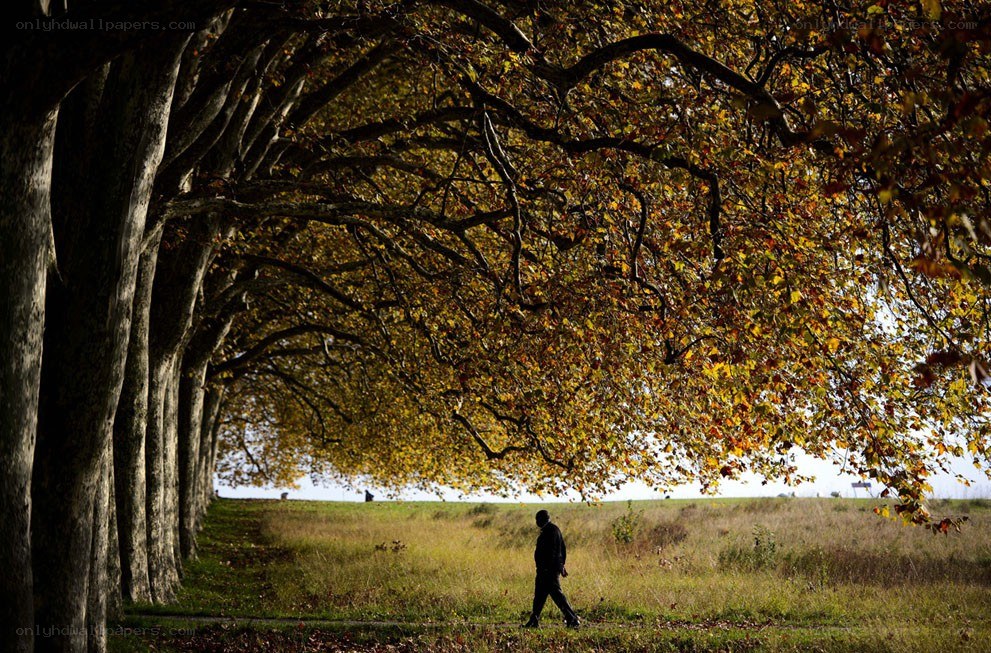 Man walks under autumn trees
