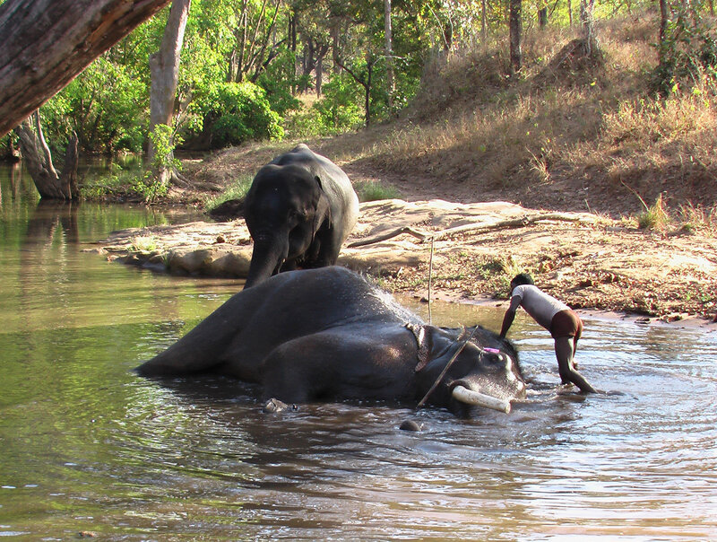 Man Washing Elephant
