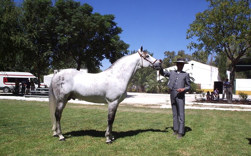 Man with a gray horse