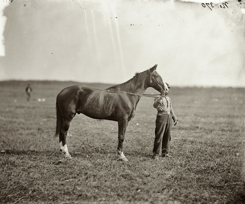 Man with a horse in a field