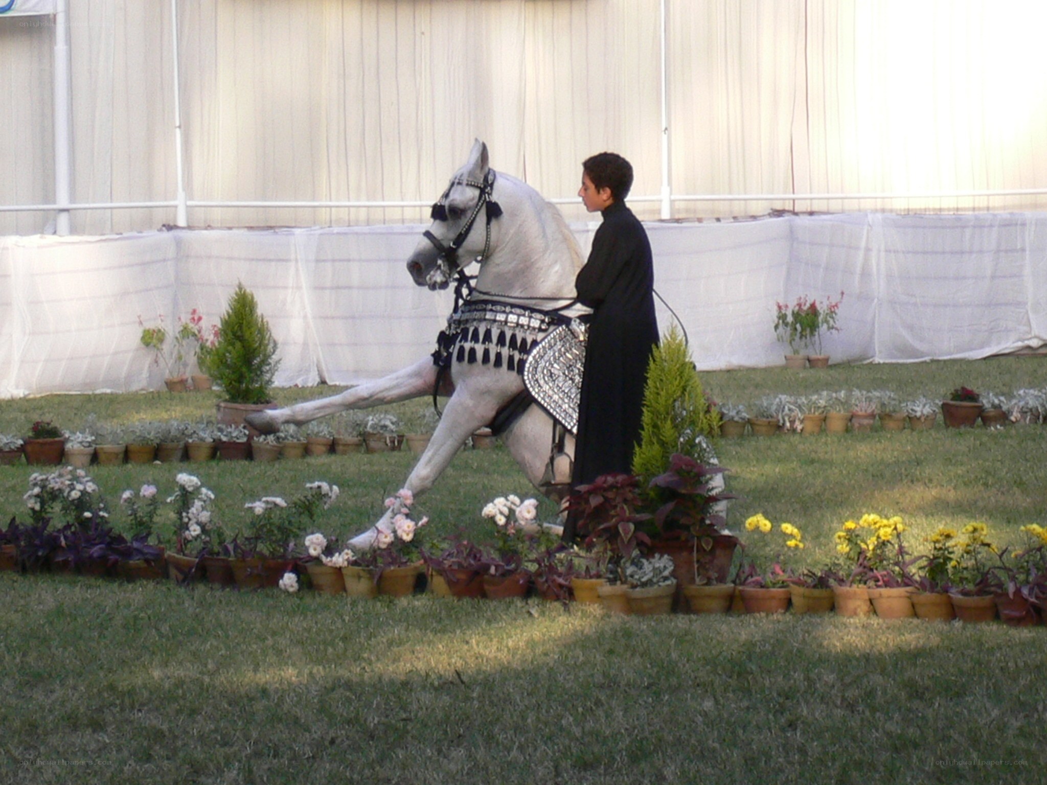 Man with a white horse