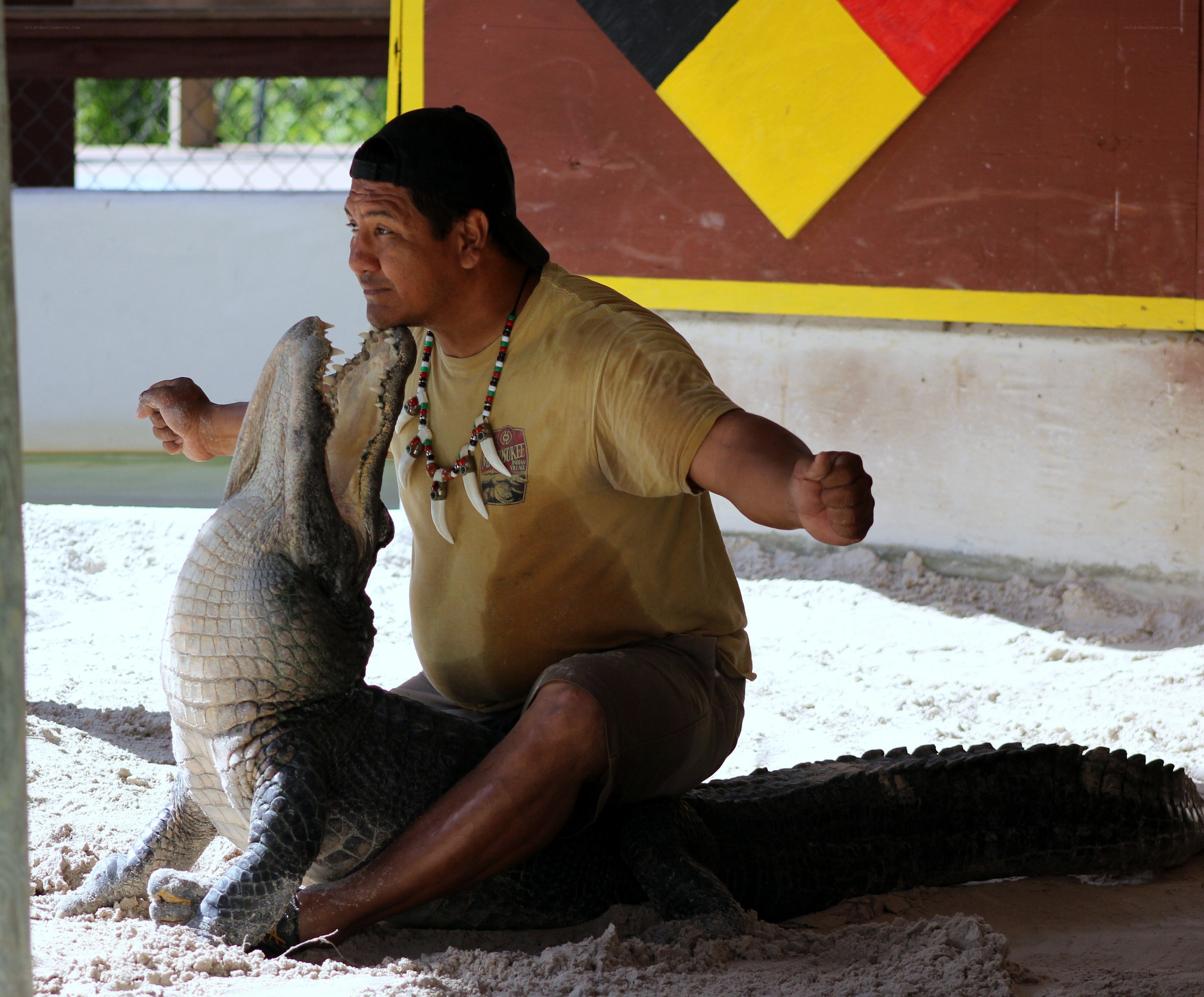 Man with alligator in enclosure