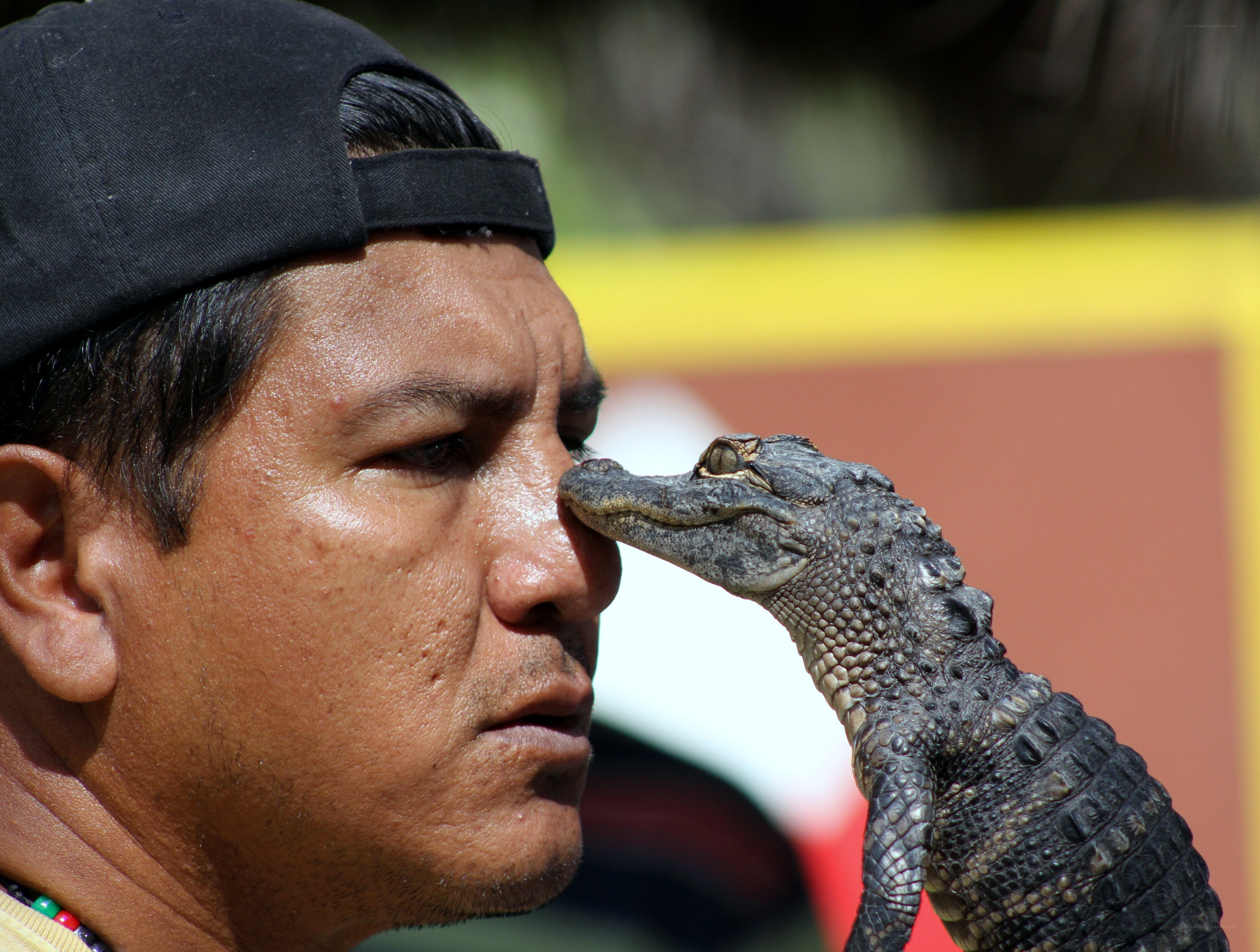 man with baby alligator