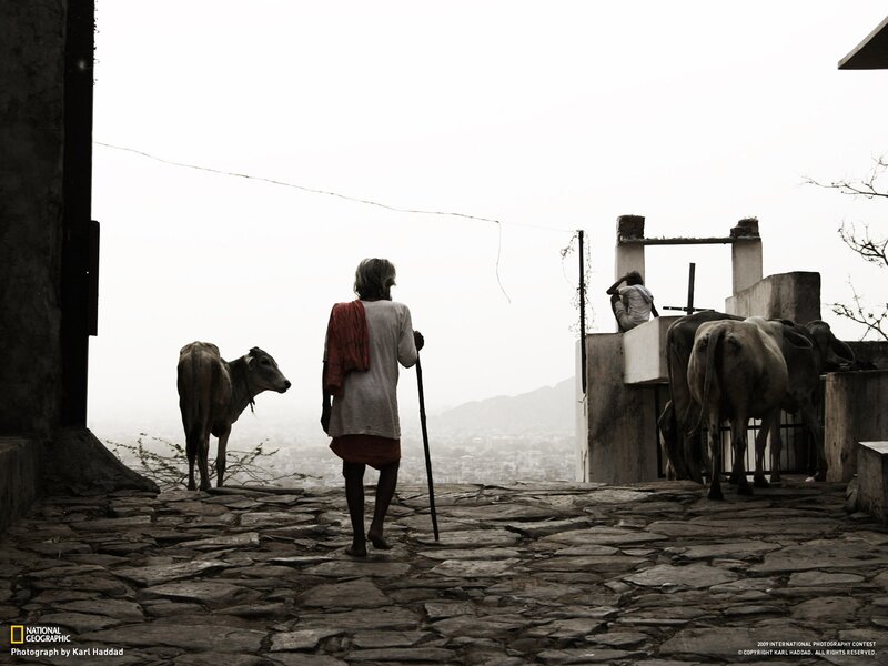 Man with cow on stone path