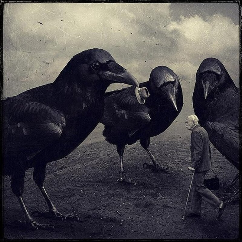 man with crows