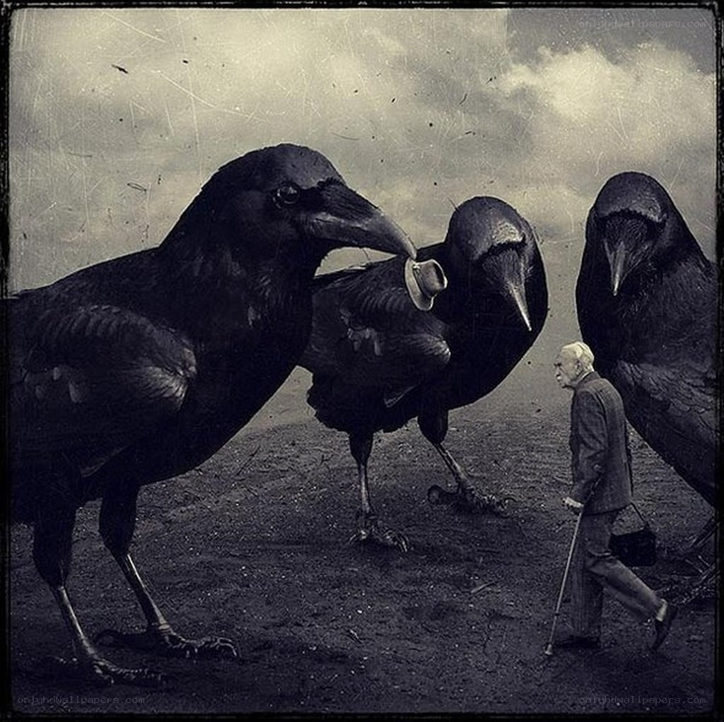 man with crows