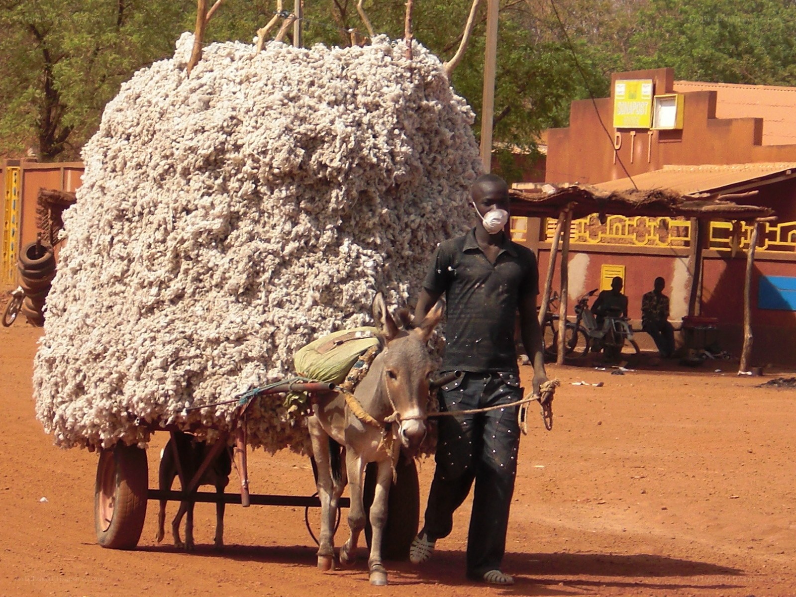 Man with donkey cart carrying cotton