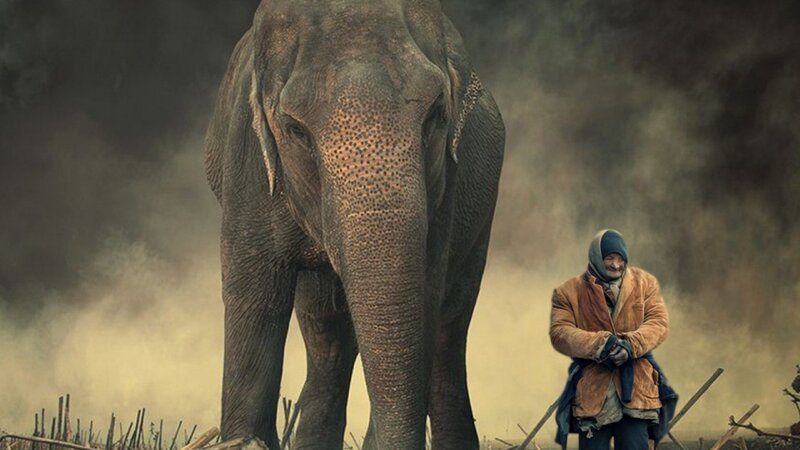 Man with Elephant — Gray, Dramatic