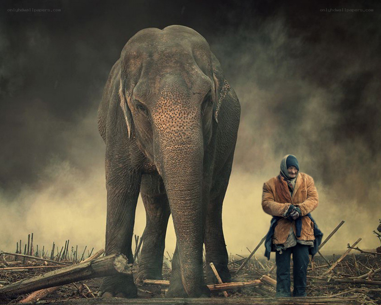 Man with elephant in mist