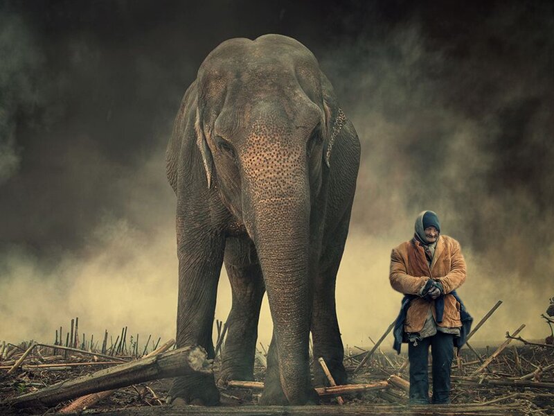 Man with elephant in smoky field