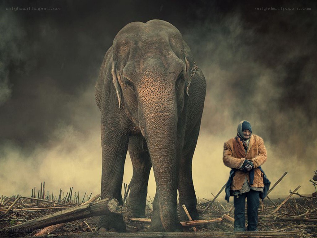 Man with elephant in smoky field