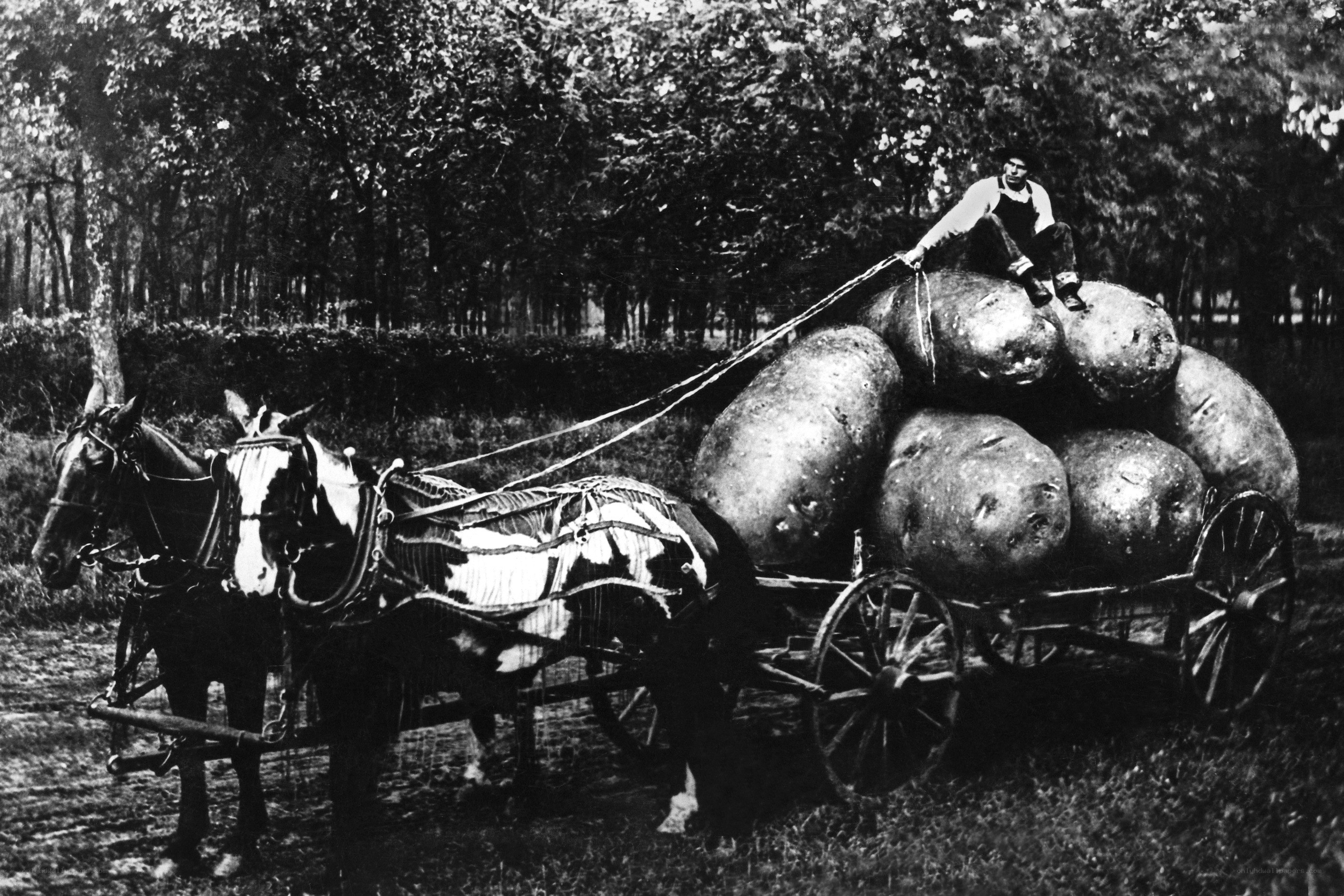 Man with giant potatoes on cart