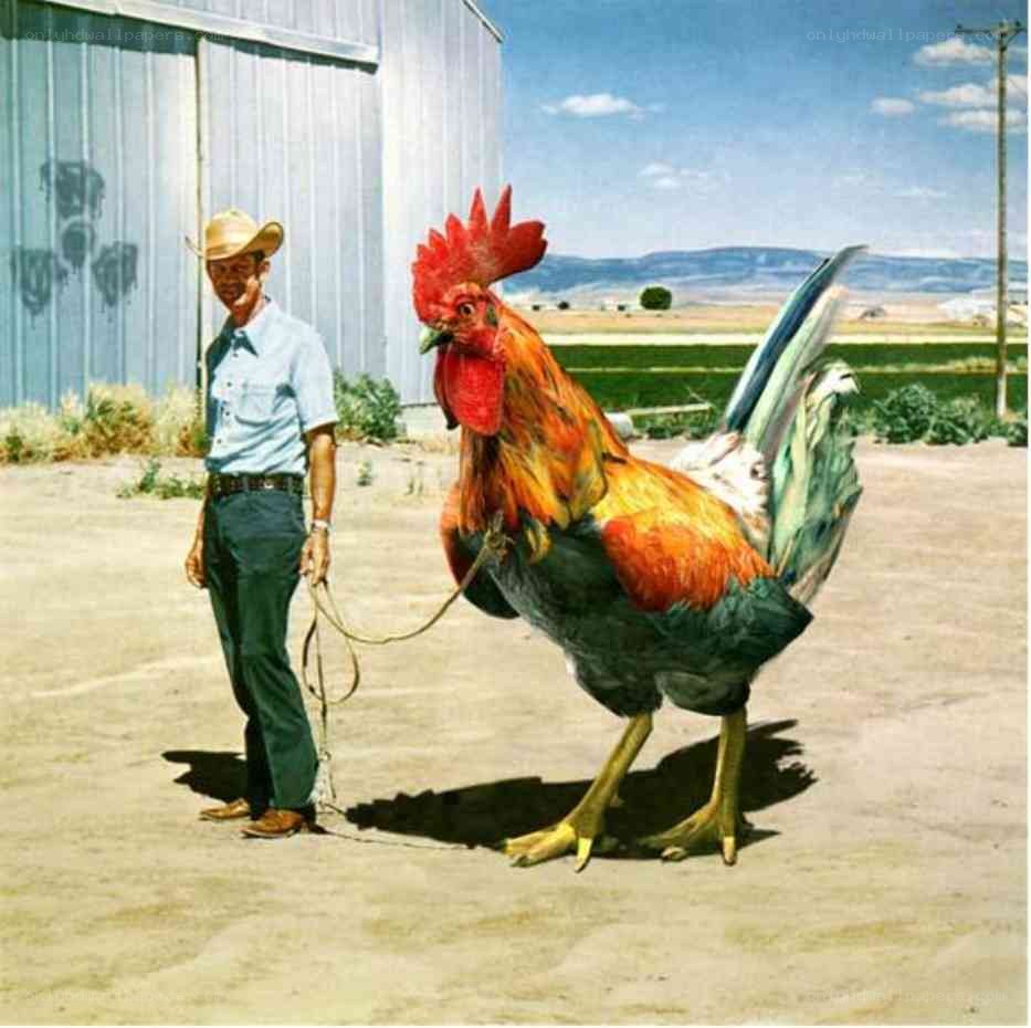 Man with giant rooster